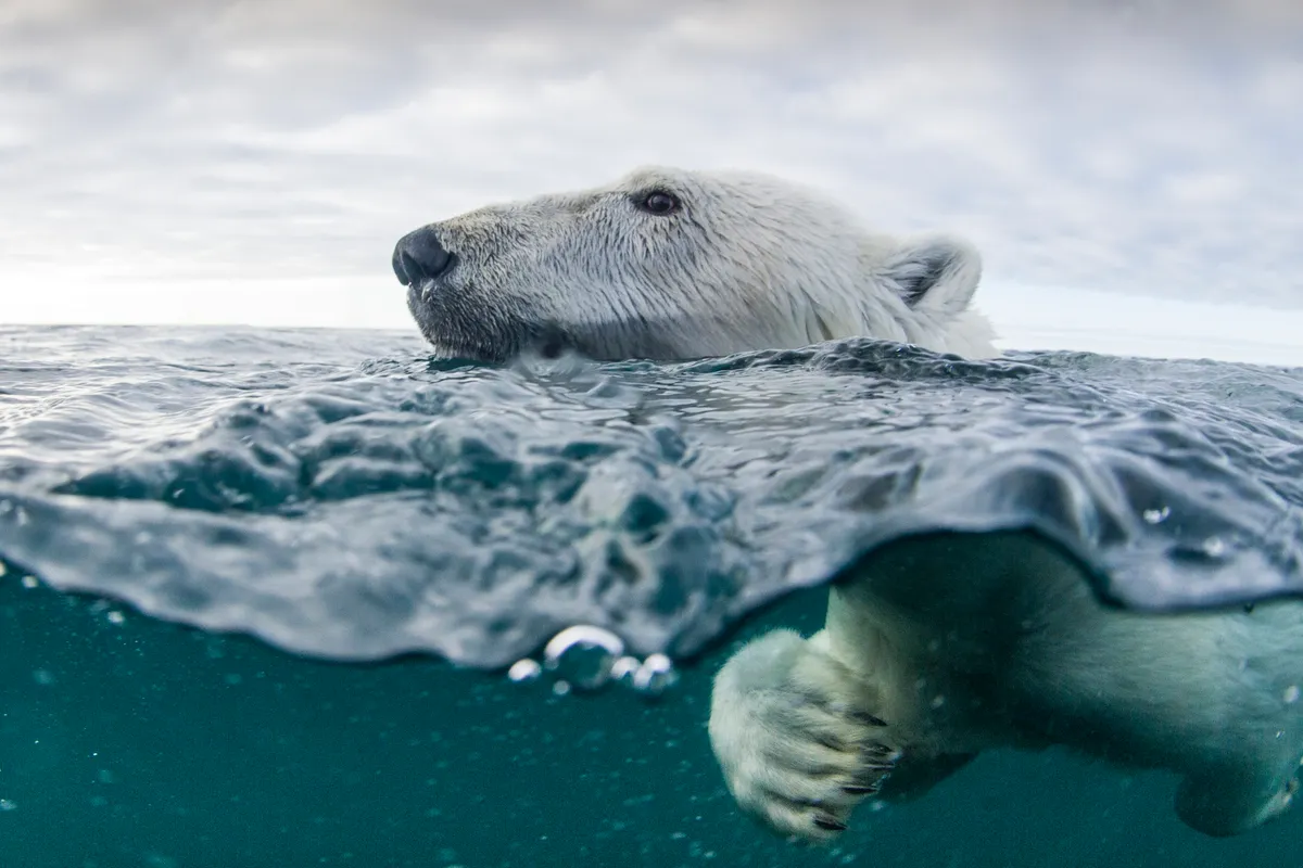 Polar bear - Credit Suisse Sustainability